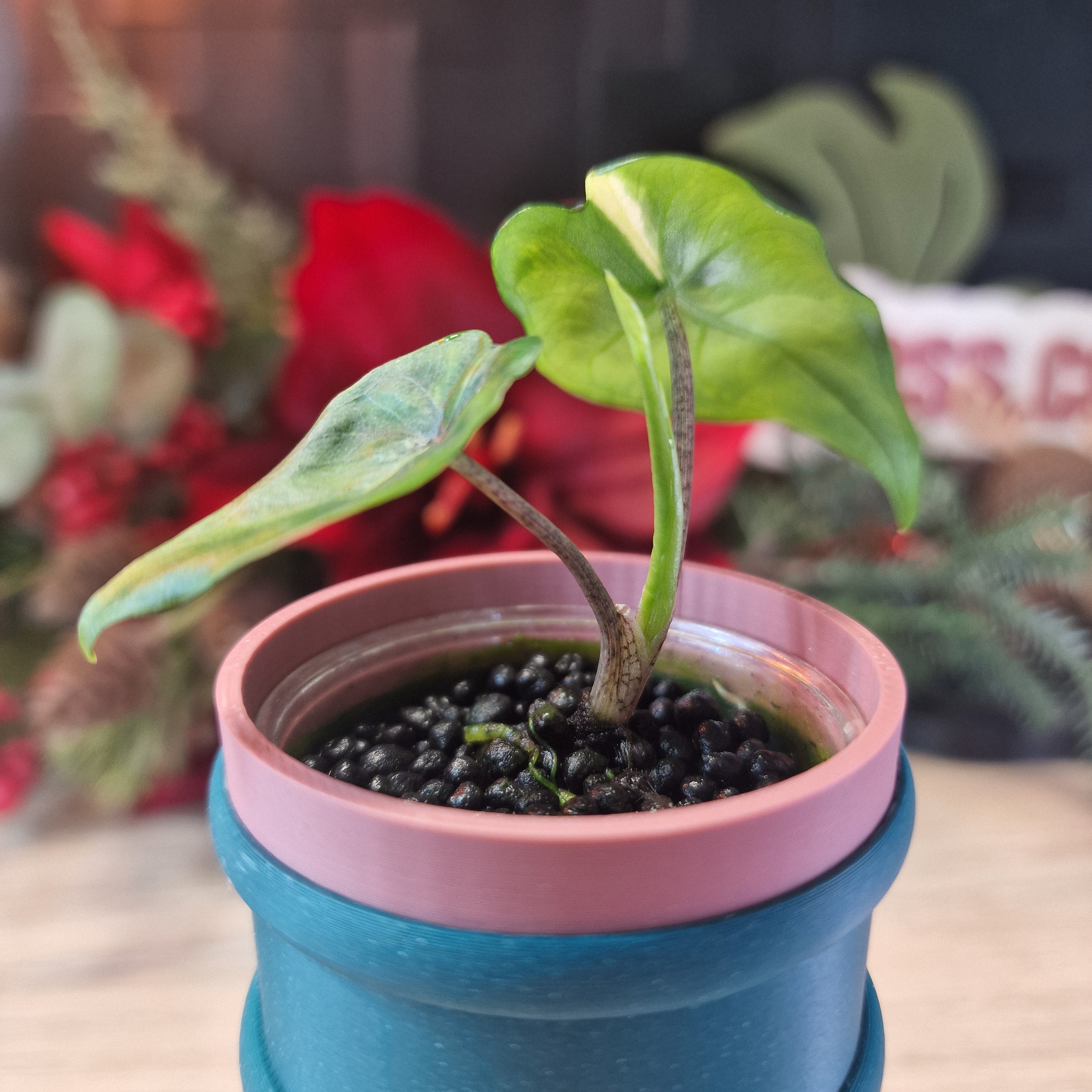 Alocasia Corazon aurea baby