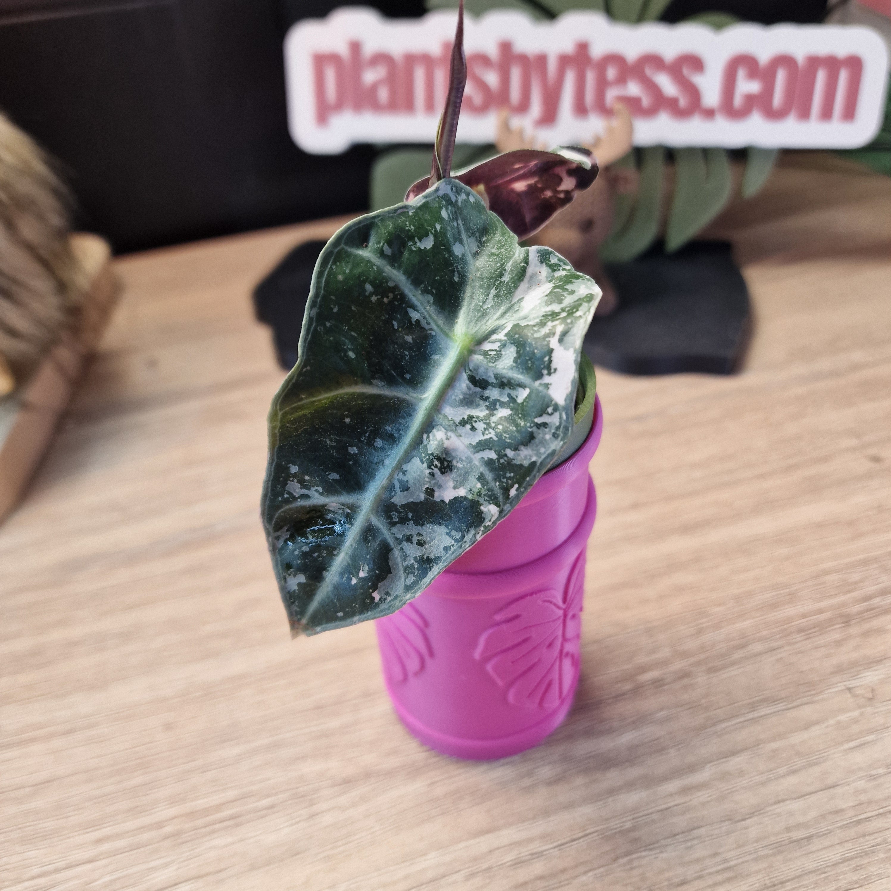 Alocasia Polly pink Snowflake #4