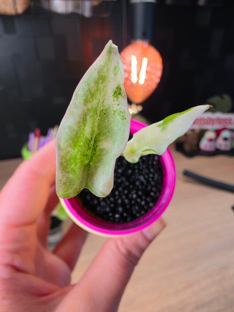 Alocasia Zebrina Mint