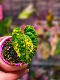 Anthurium Papillilaminum × Carlablackiae | High-Variegation Velvet Collector Clone