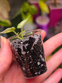 Alocasia Reginae Albo Variegated | Rare Collector Alocasia Plant #1