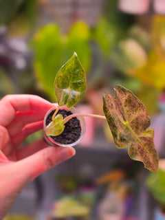 Alocasia Black Satun Stardust | Speckled Variegated Collector Alocasia