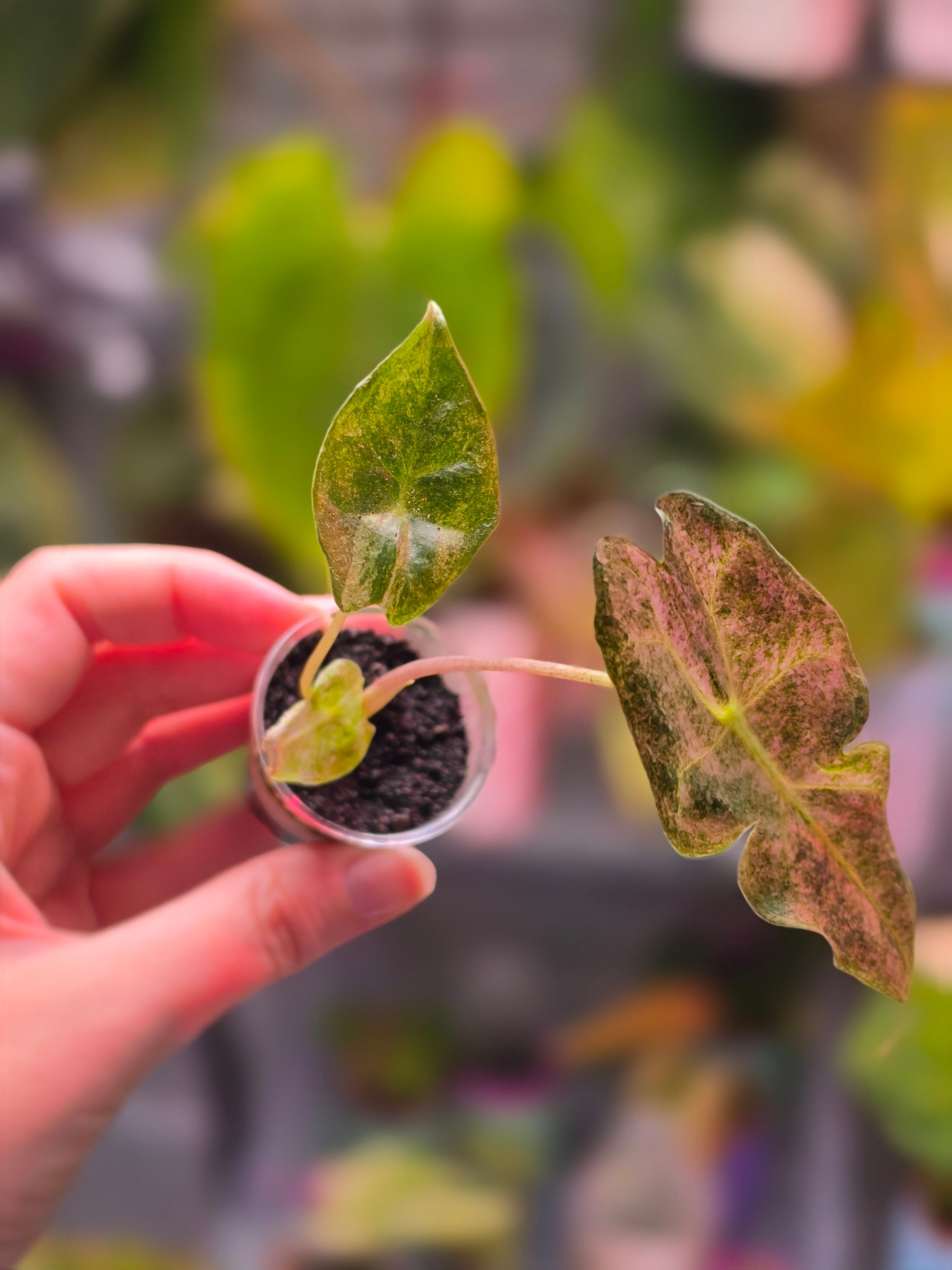 Alocasia Black Satun Stardust | Speckled Variegated Collector Alocasia