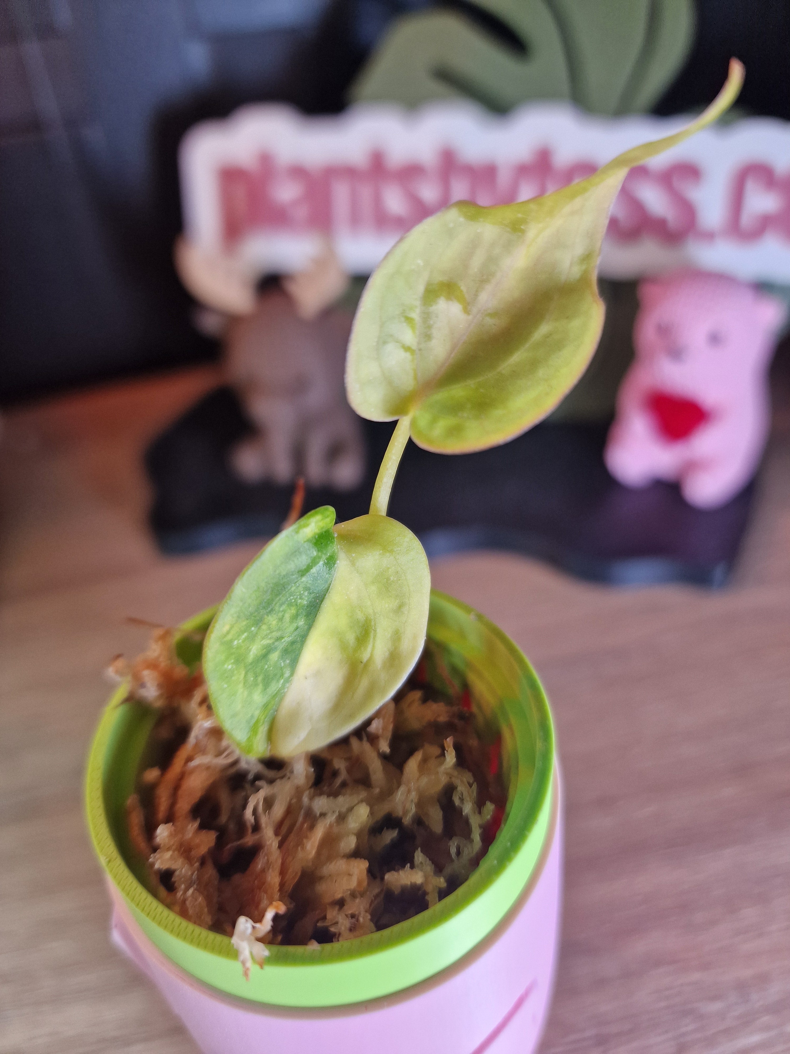 Anthurium Forgetti x (CarlaxAOS) #2