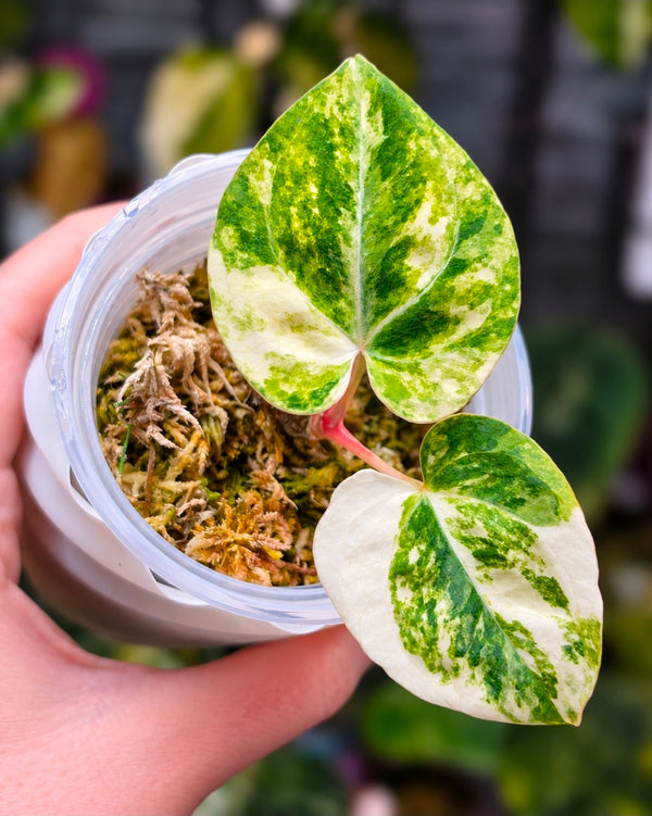 Anthurium Ace of Spades DF × (Papillilaminum × RVDP) | High Variegated Clone of Spade, 3 Leaves