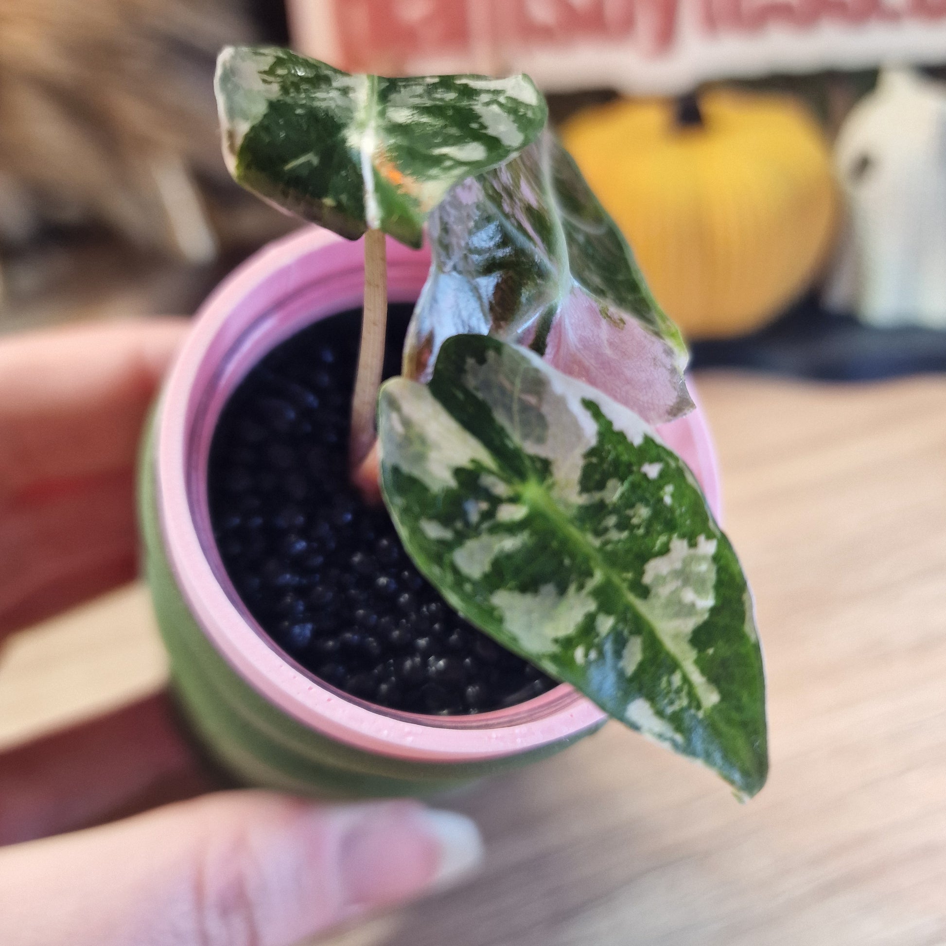 Alocasia Polly Pink snowflake ❄️
