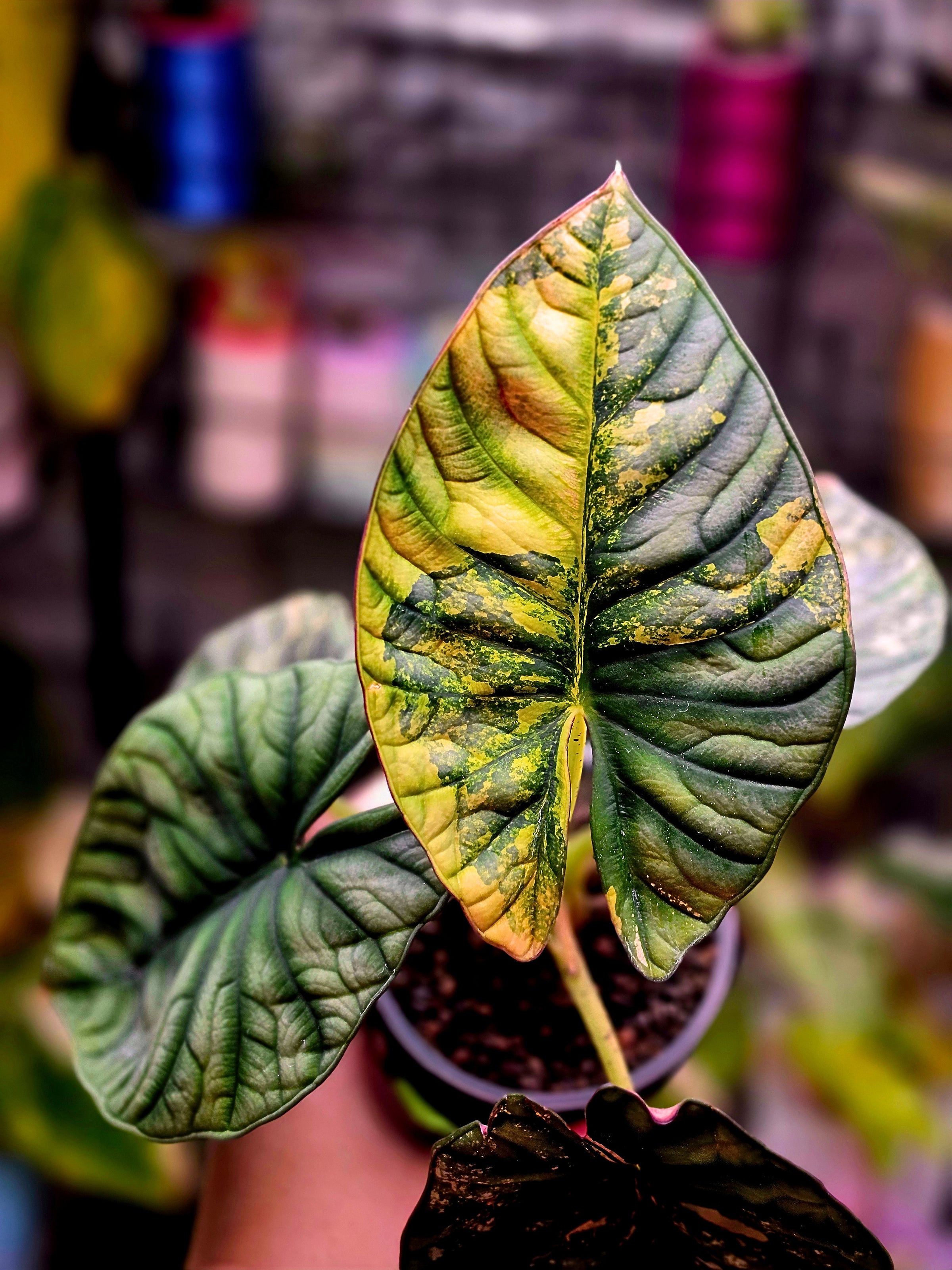 Alocasia Nebula Aurea | Golden Variegated Rare Plant #2