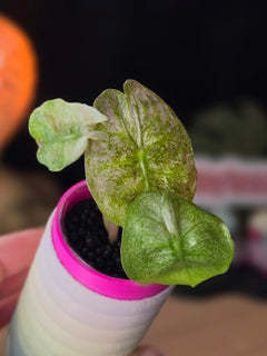 Alocasia Pink Dragon Galaxy | Rare Variegated Collector Alocasia
