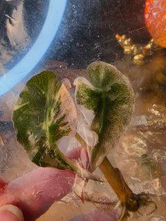 Alocasia Venom Pink TC Pre-Order | High Grade Variegated Collector Alocasia