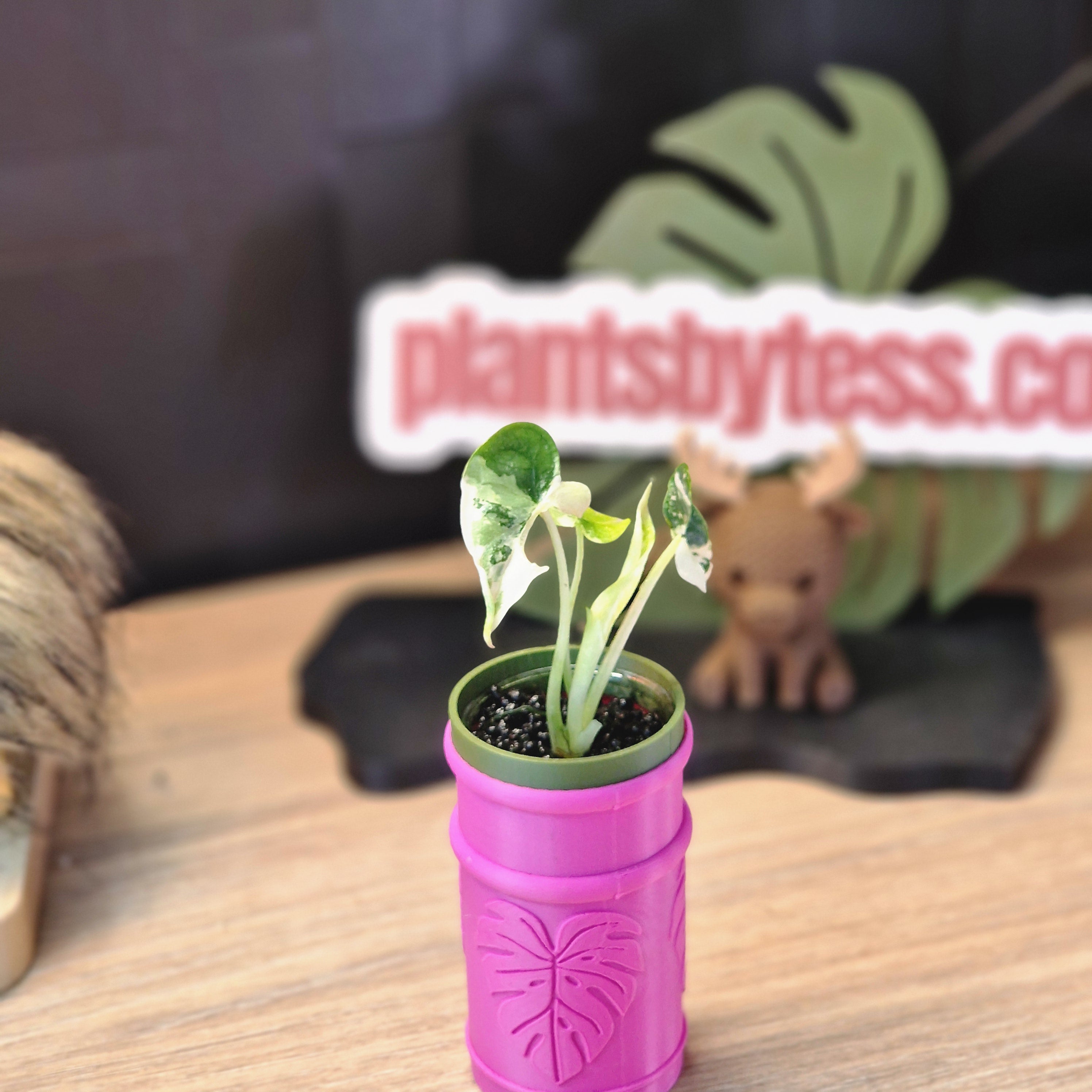 Alocasia Dragon Scale albo #5