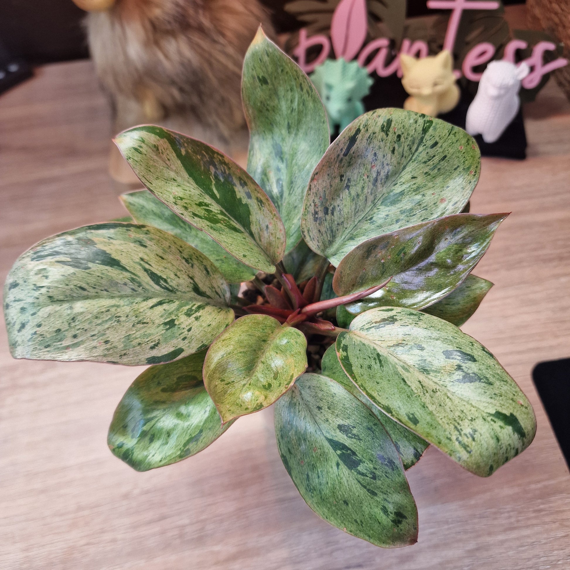 Philodendron Red Congo dwarf mint