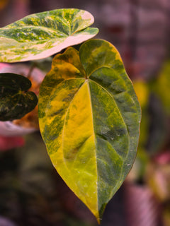Anthurium Papillilaminum × Ace of Spades DF | Dark Velvet Collector Clone