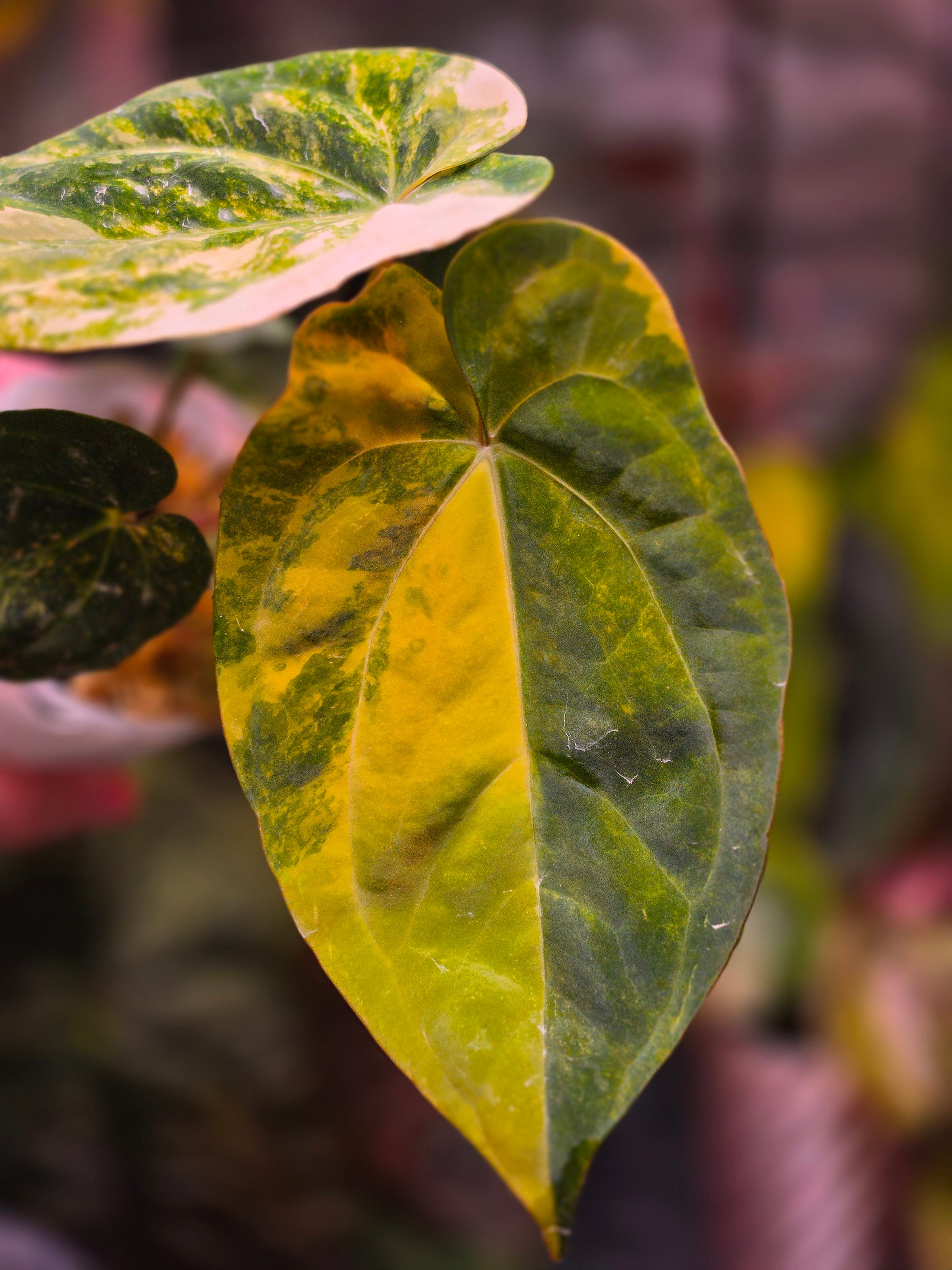 Anthurium Papillilaminum × Ace of Spades DF | Dark Velvet Collector Clone