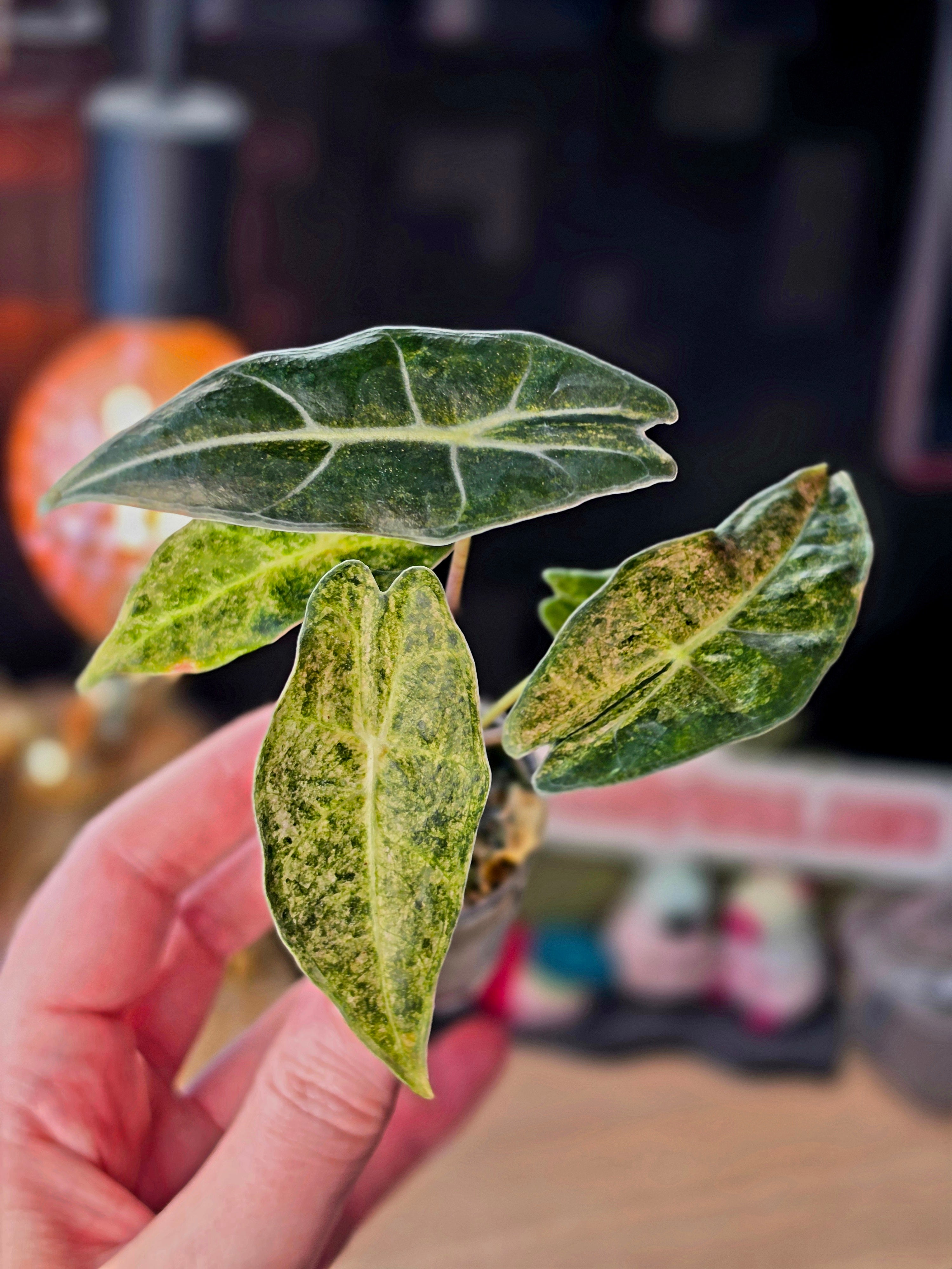 Alocasia Black Satun Stardust | Pink Variegated Dark Leaf Collector Plant #1
