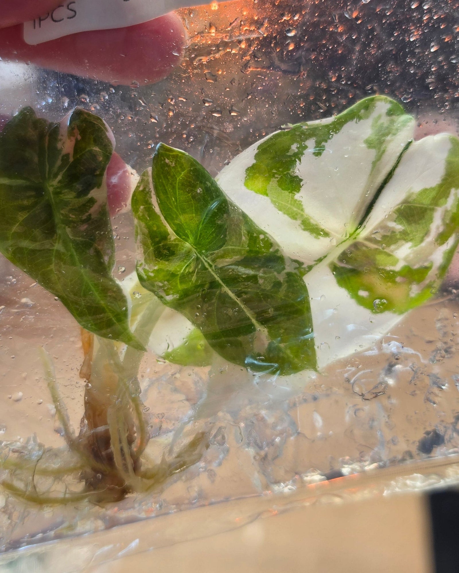 Hand holding a clear resin square with green leaves and a label, against a blurred background.