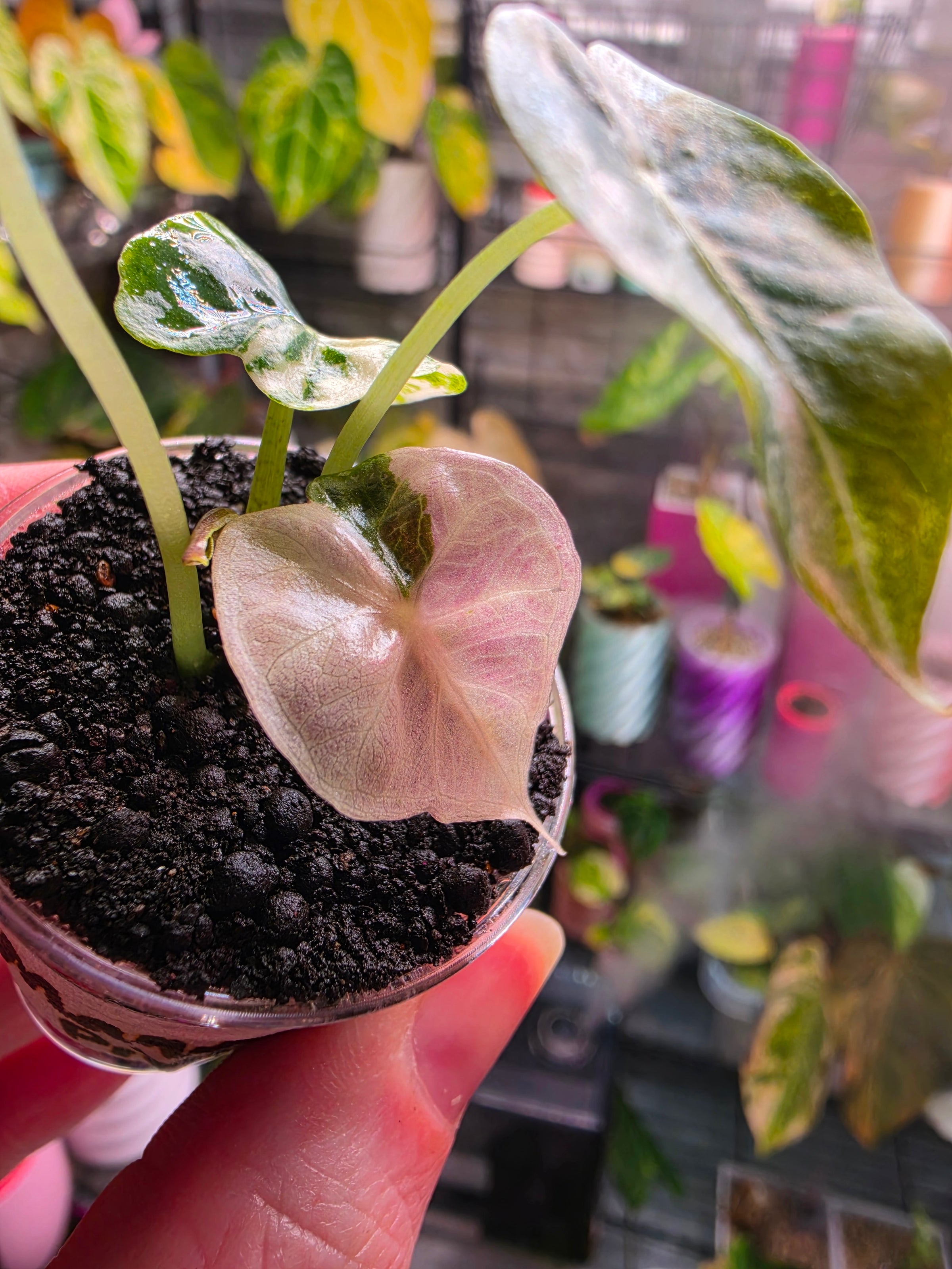 Alocasia Mandalay Pink Variegated | Rare Pink Alocasia Collector Plant