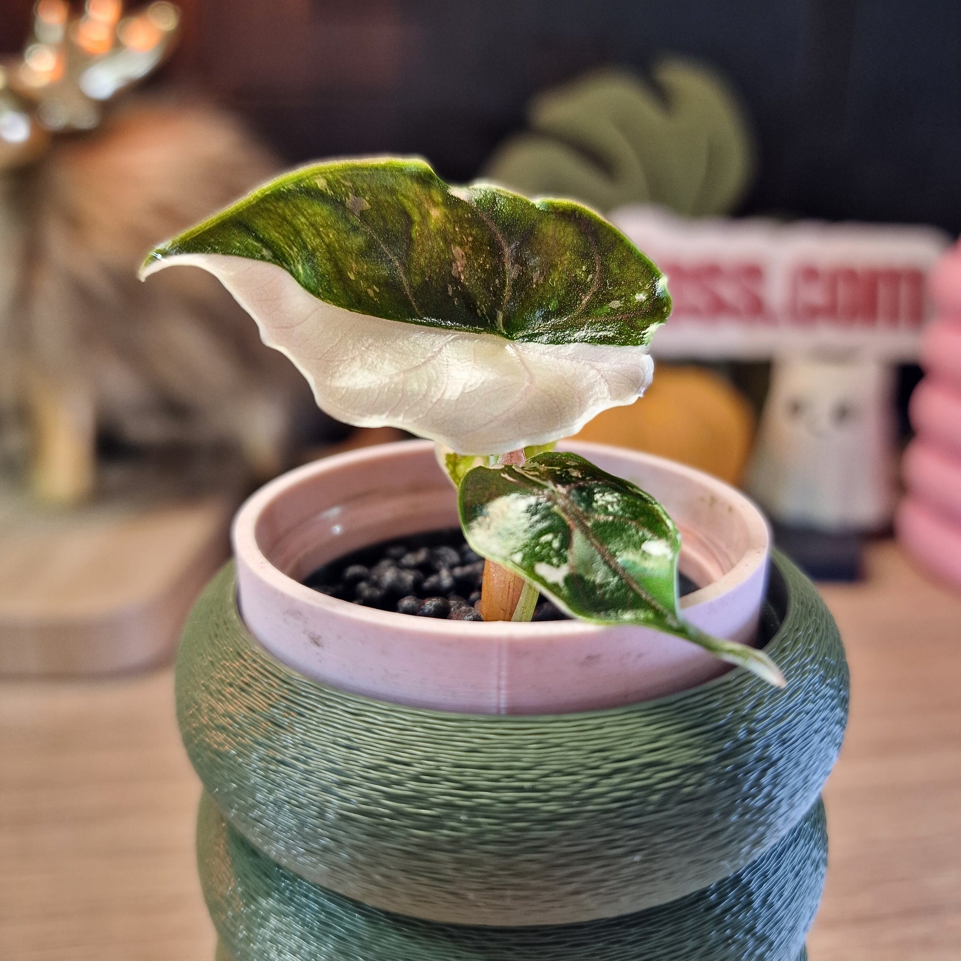 Alocasia Azlanii albo/pink