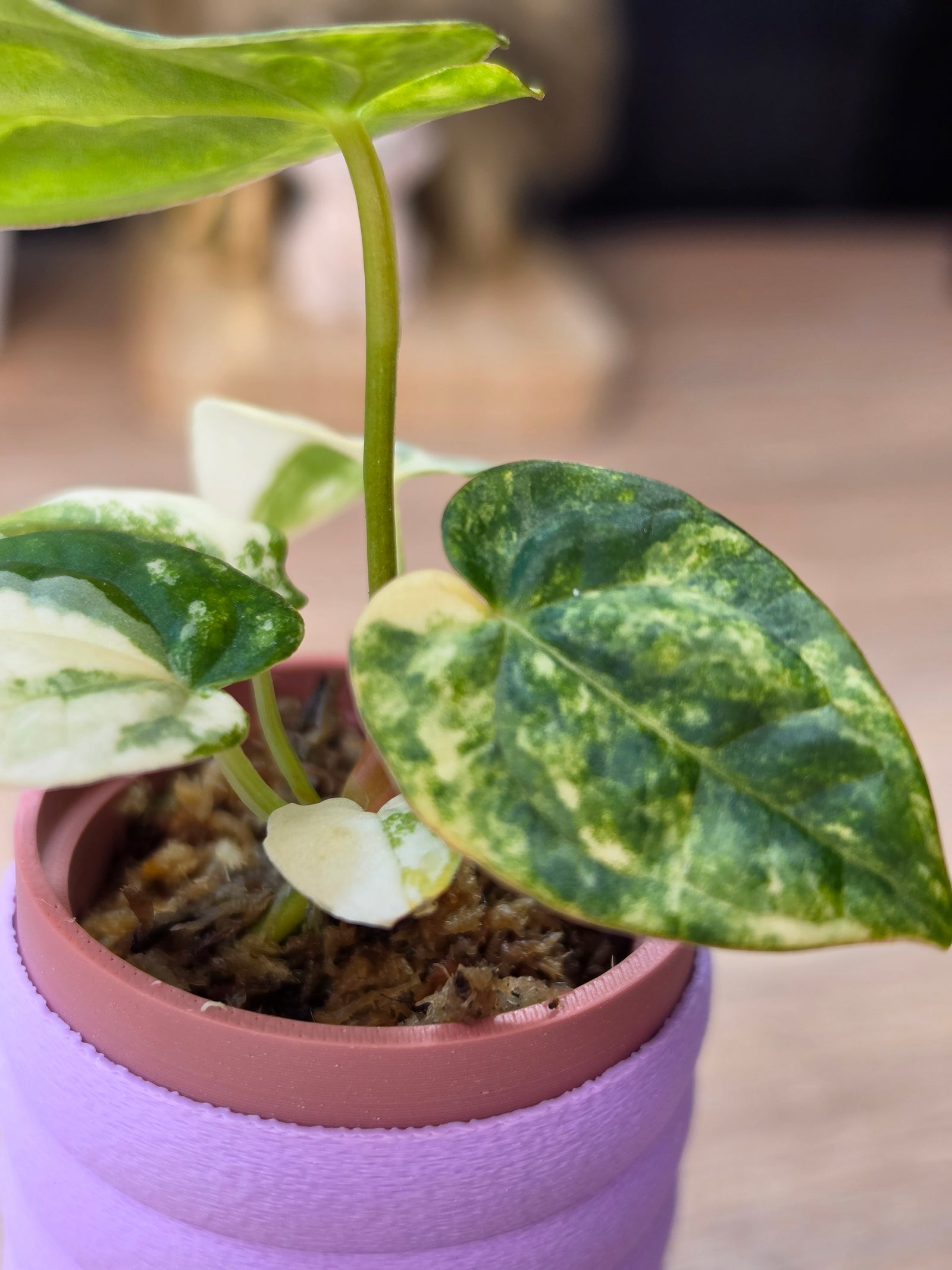 Anthurium Papillilaminum Variegated x Michelle velvet variegated collector hybrid at Plant.ess