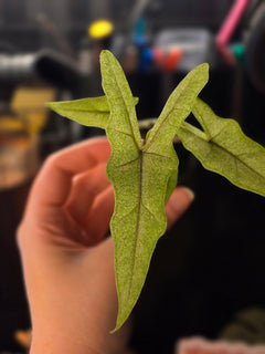 Alocasia Sabrina sp. Narrow Stardust | Pink Variegated Collector Plant #2