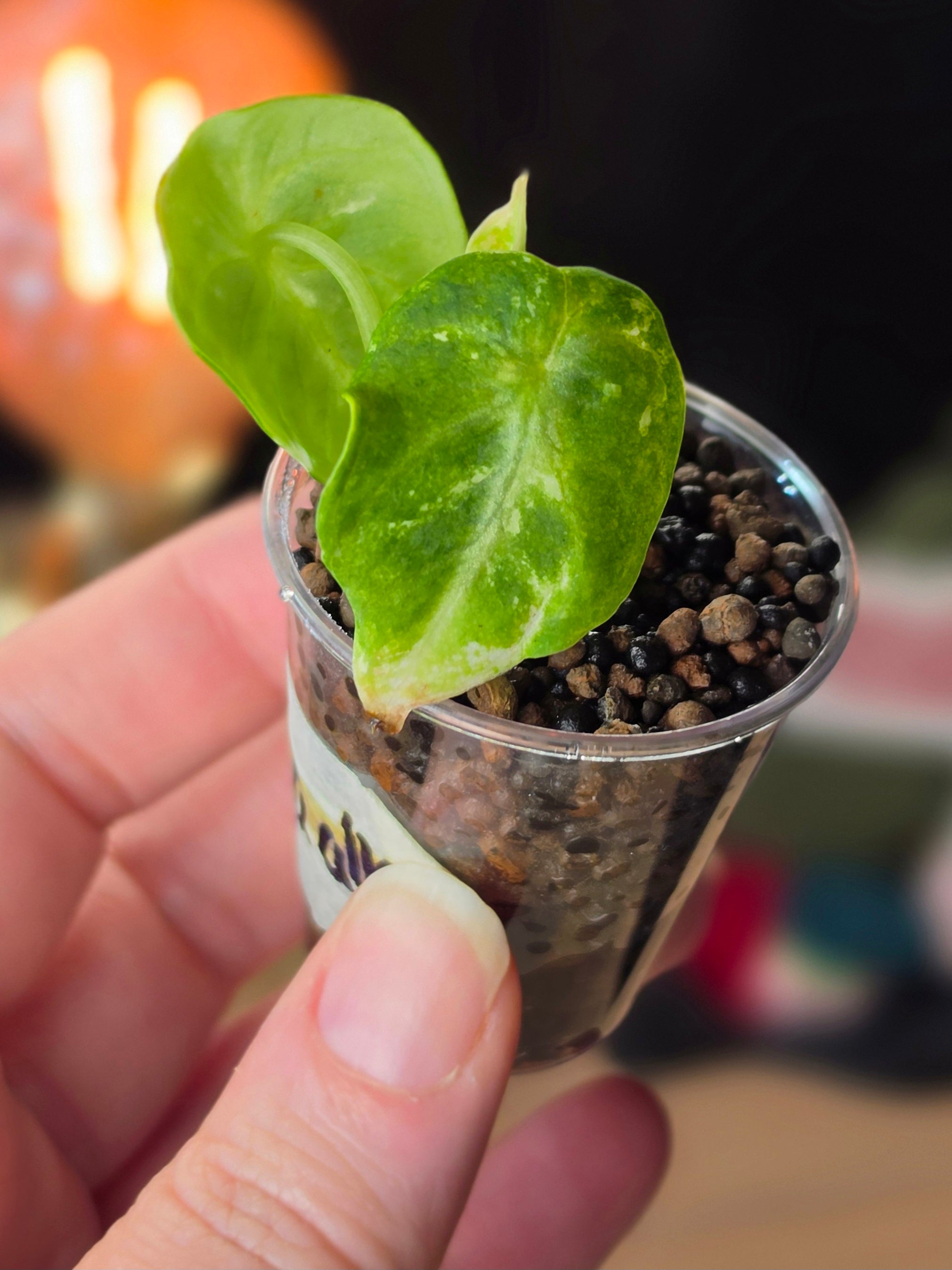 Alocasia Ninja Albo | Variegated Collector Plant #01
