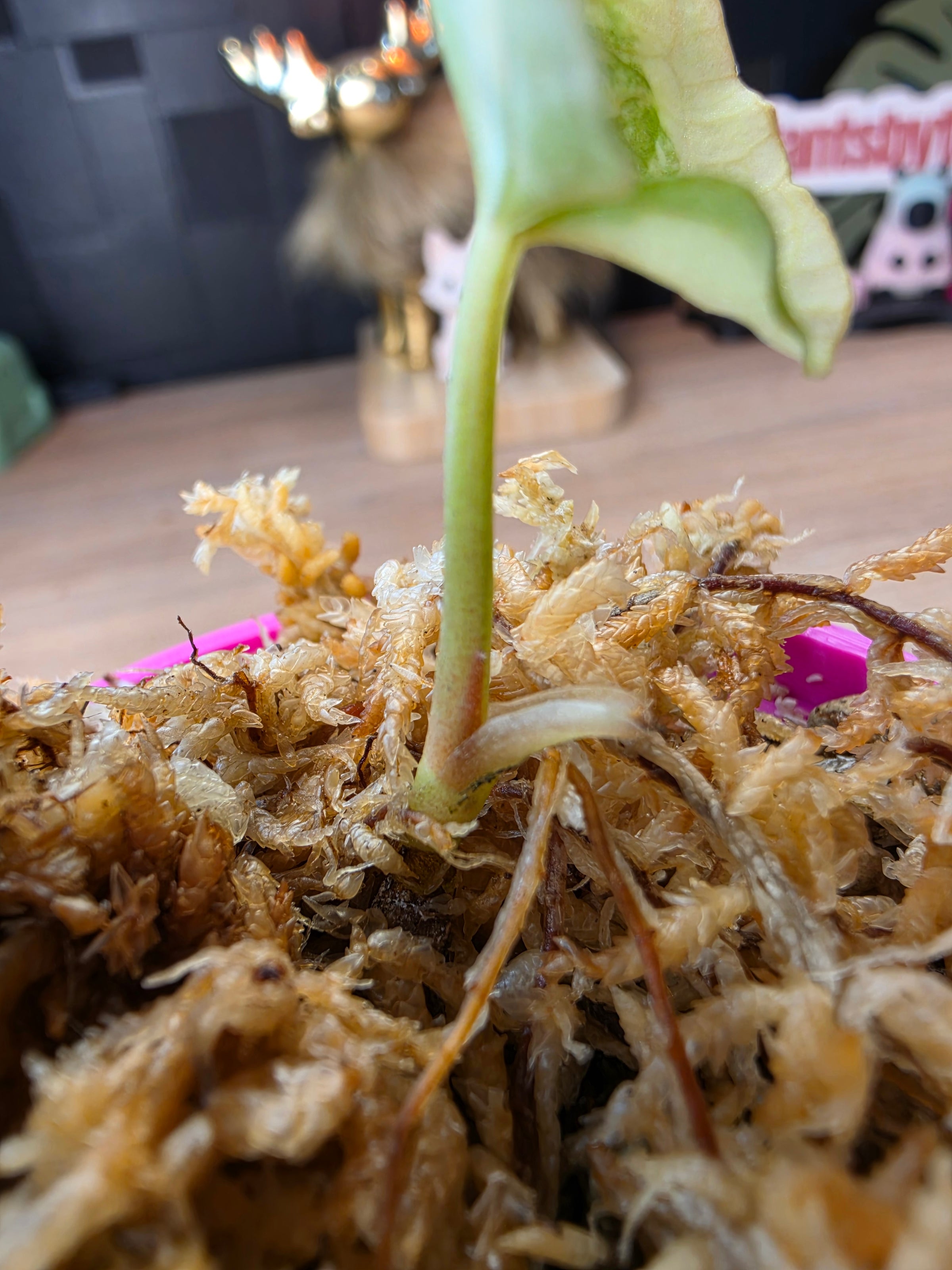 Anthurium Queen Crystallinum × (Forgetii × Papillilaminum) | Peach Clone Velvet Hybrid