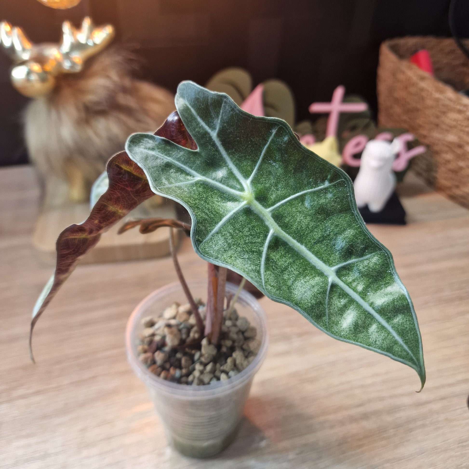 Alocasia Polly Pink Mint