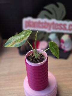 Alocasia Calidora × Pink Dragon × Longiloba | Pink Variegated Hybrid Collector Plant #4