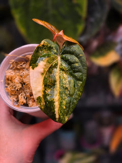 Anthurium Black Venom x RVDP - Highly Variegated