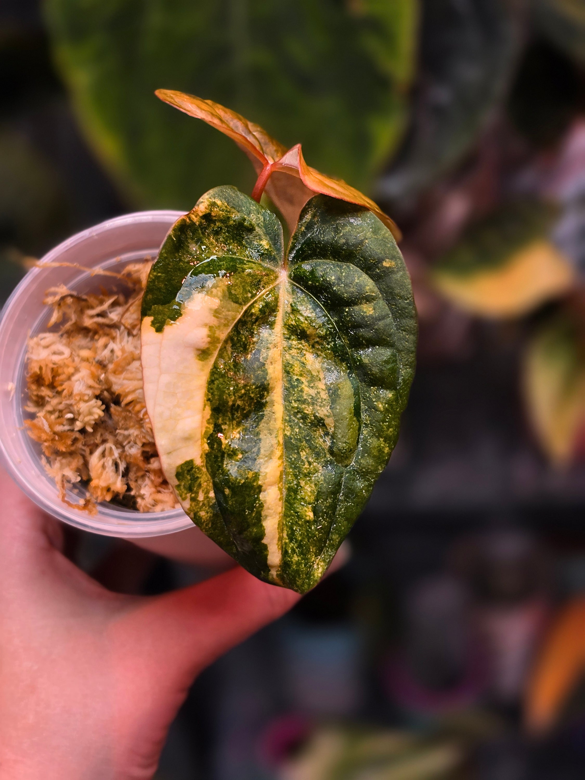 Anthurium Black Venom x RVDP - Highly Variegated