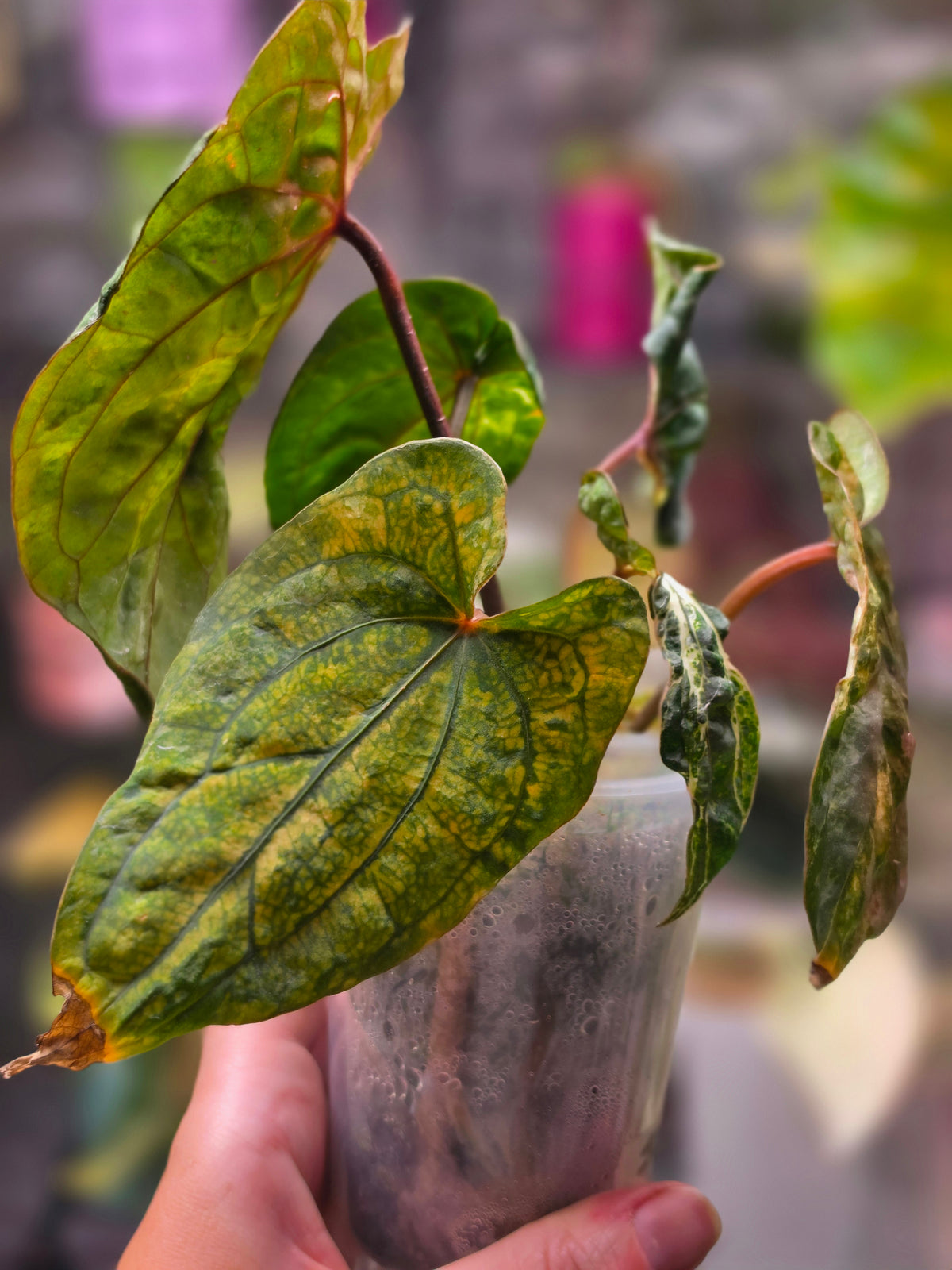 Anthurium forgetii × RVDP (Mutated)