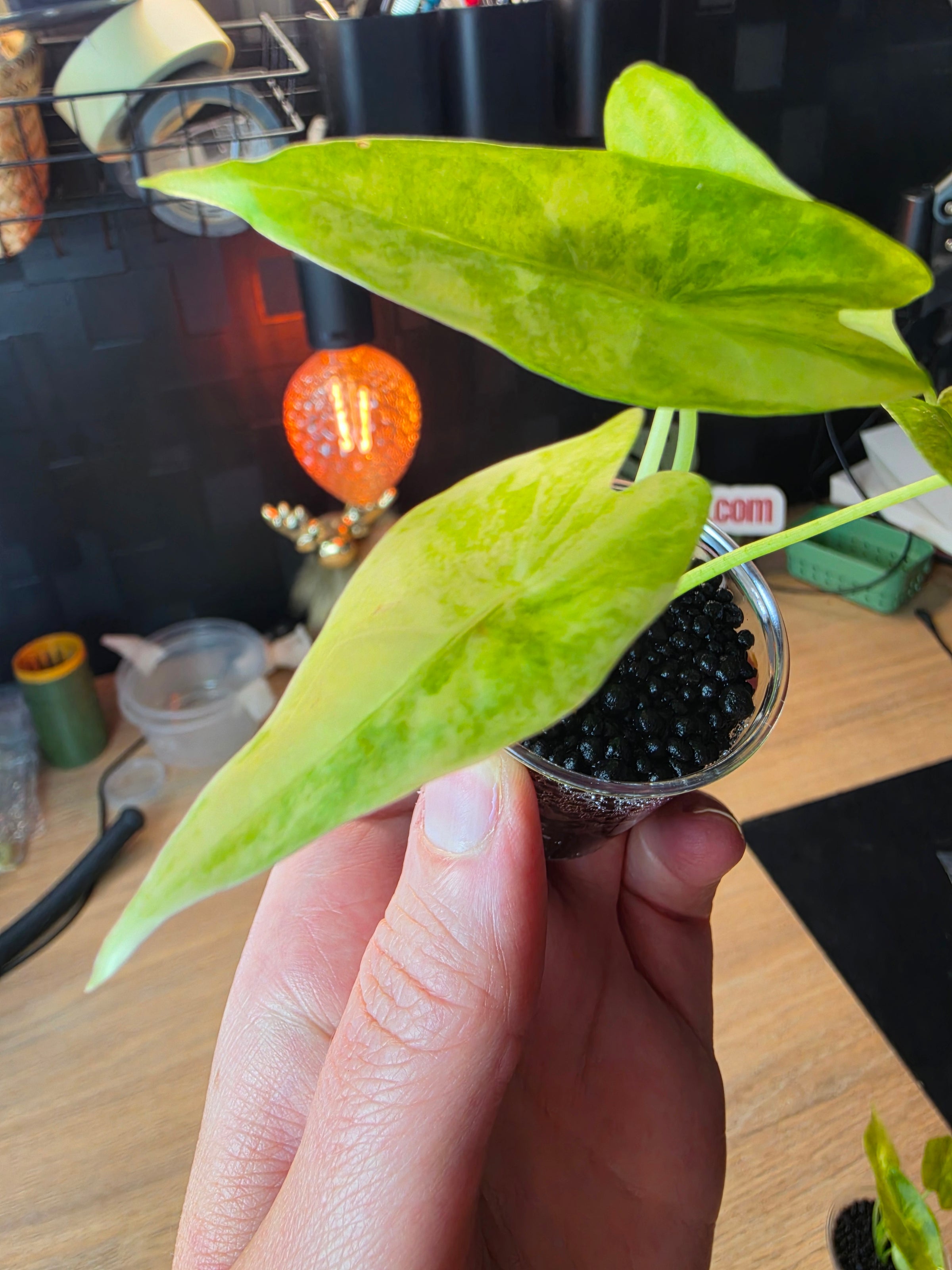 Alocasia Venusta Aurea | Rare Yellow Variegated Collector Alocasia