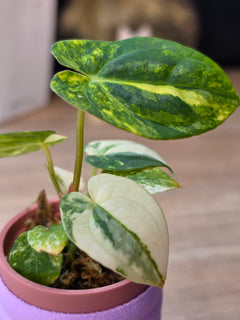 Anthurium Papillilaminum Variegated × Michelle | Velvet Variegated Collector Hybrid