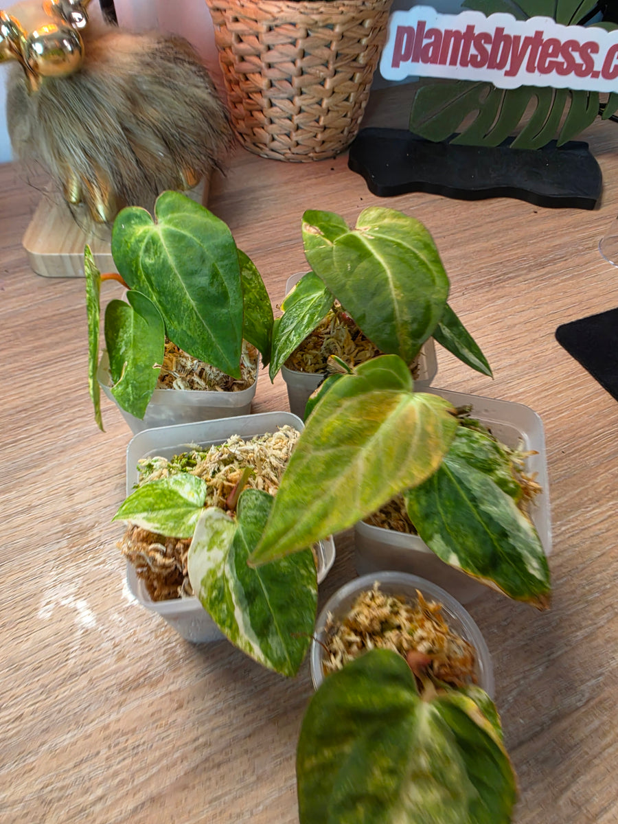 Anthurium (SKG Silver × Red Crystallinum) × (Pap Var × Carlablackiae) | Variegated Lot of 5