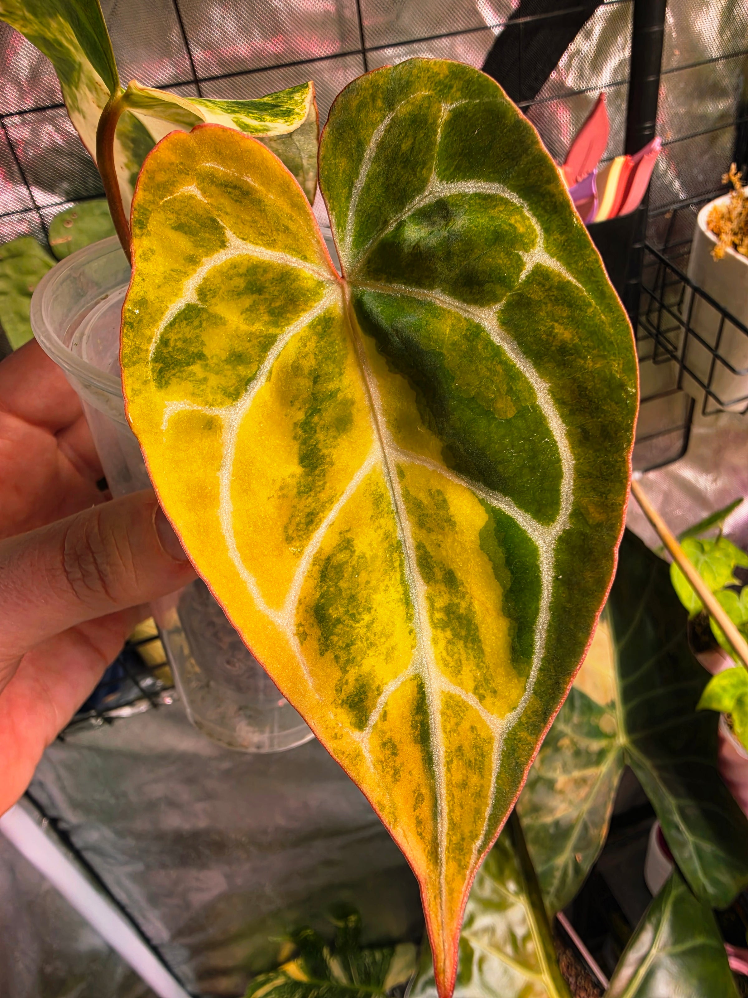Anthurium (Crystallinum x Angela) x (Forgetii x Crystallinum) Clone | Velvet Collector Hybrid