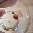 Alocasia Heterophylla 'Dragons Breath' aurea corm