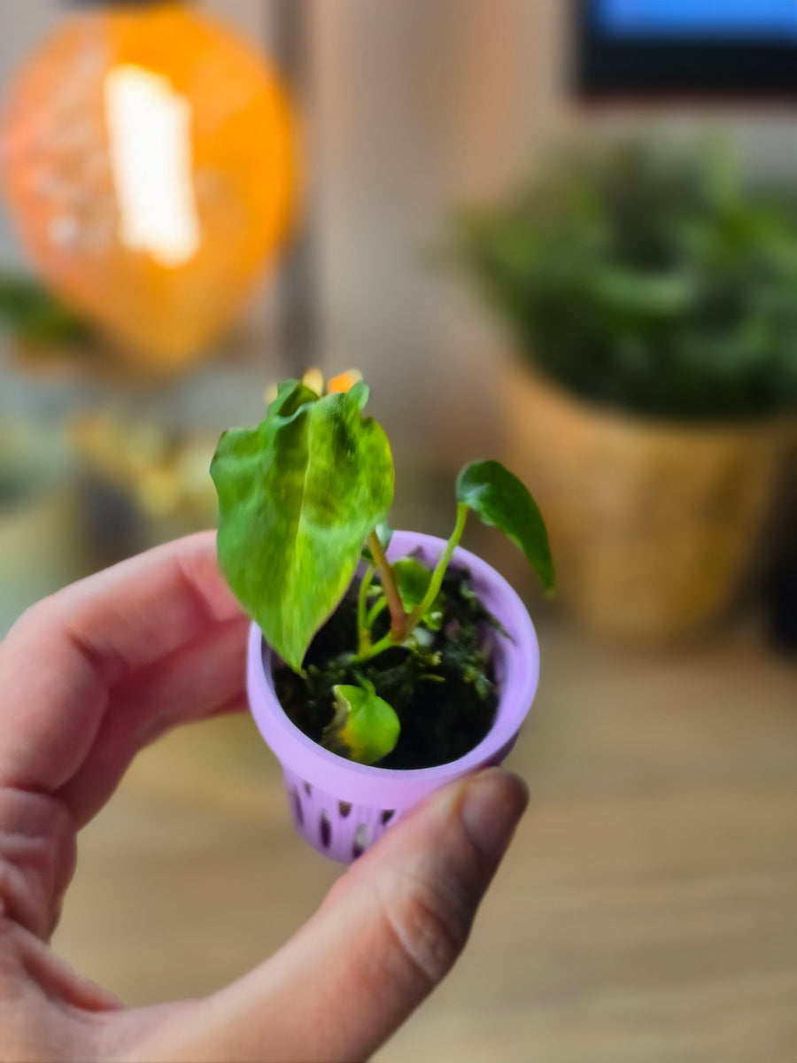 Anthurium (Papillilaminum × Crystallinum) × Portillae Open — Variegated Seedling #3