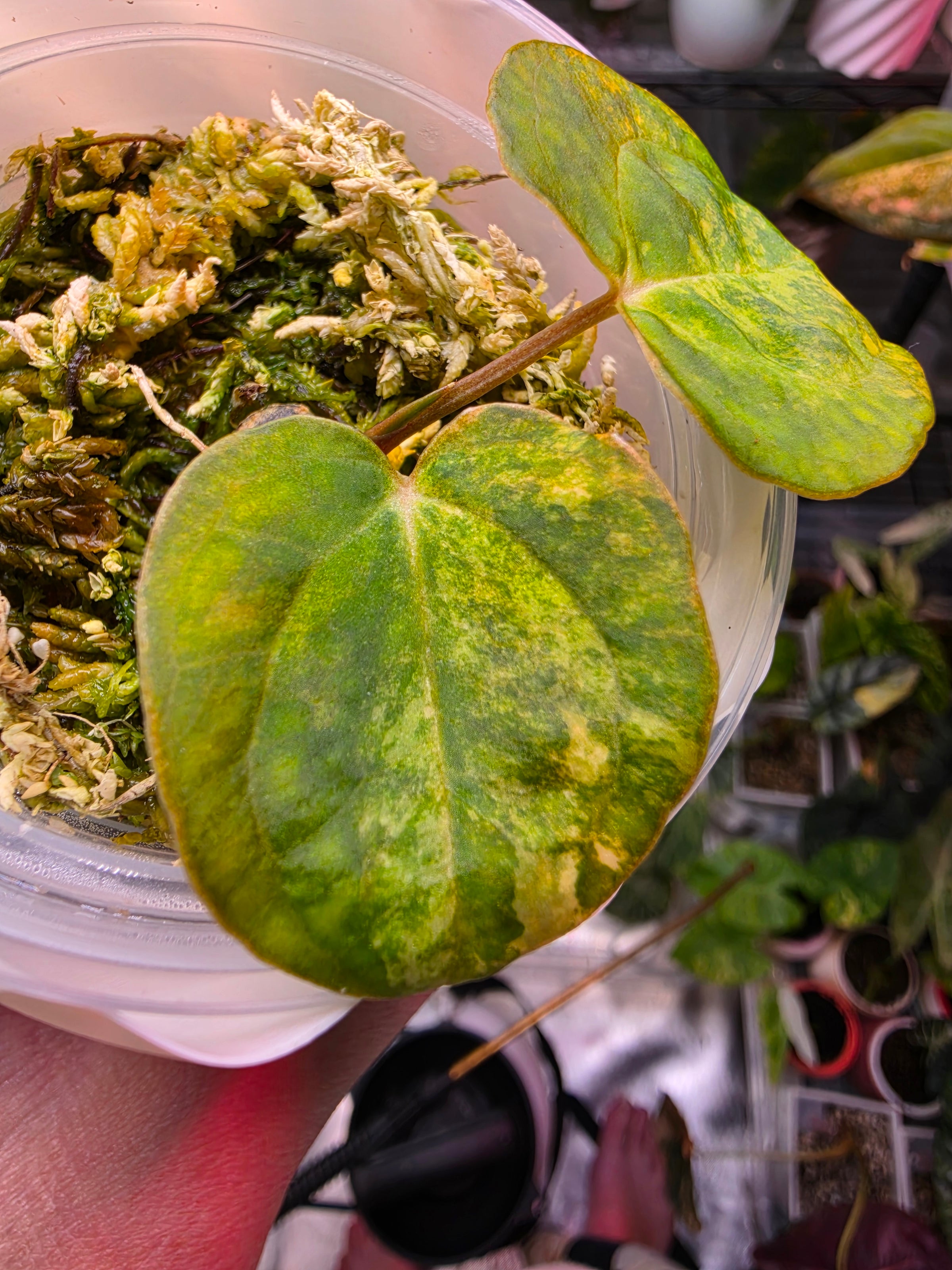 Anthurium Papillilaminum x Carlablackiae clone — Highly Variegated