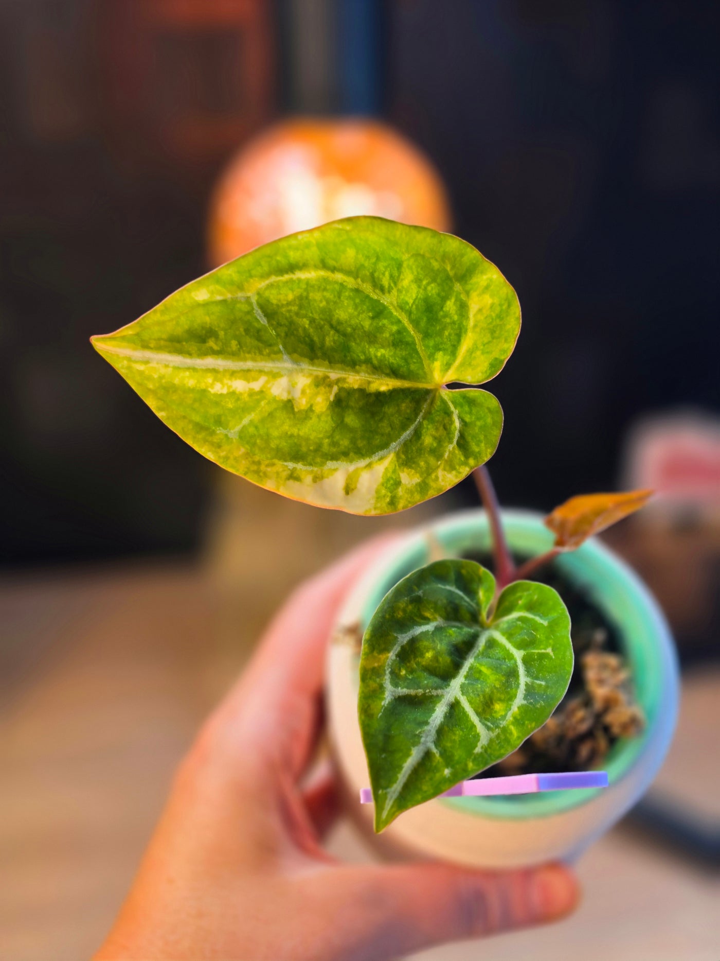Anthurium (magnificum × crystallinum) × Venom Variegated