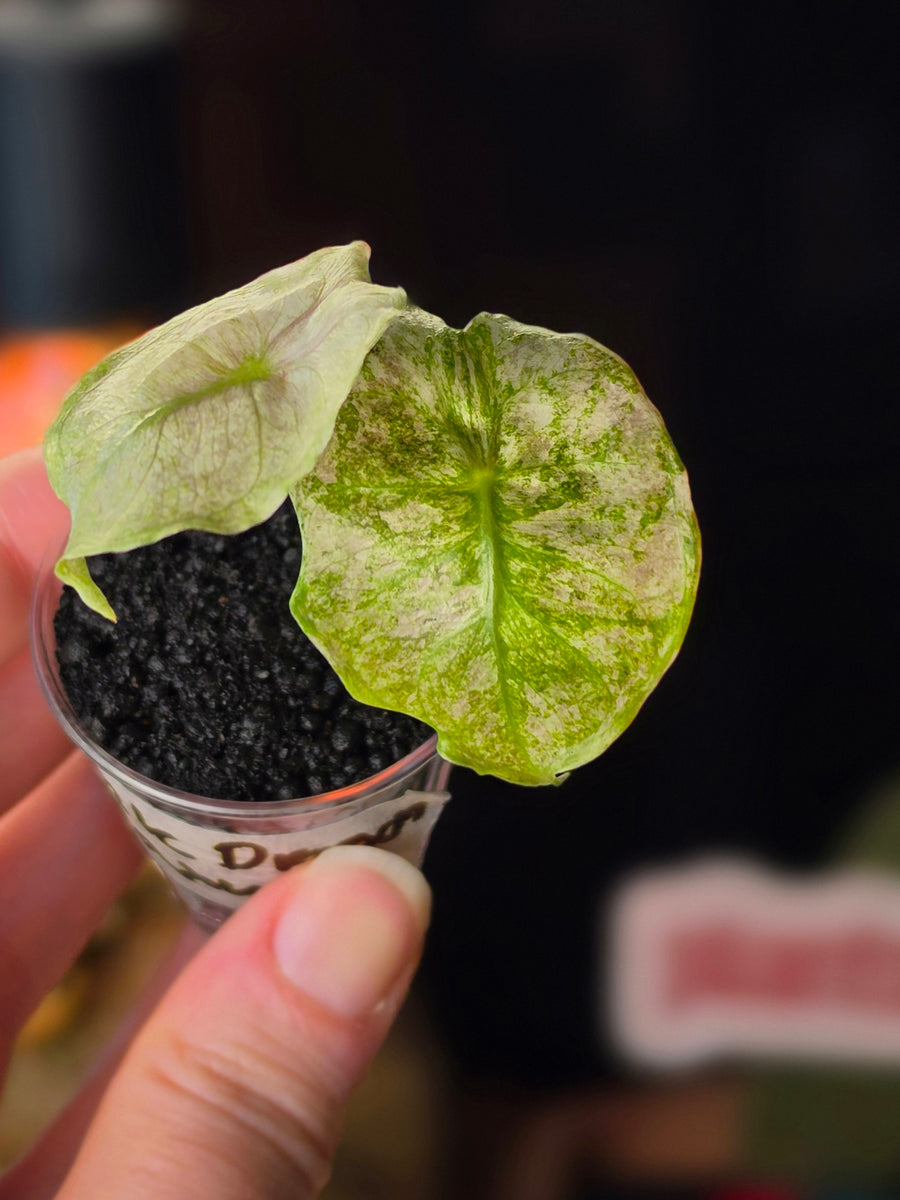Alocasia Pink Dragon Galaxy | Rare Variegated Collector Alocasia