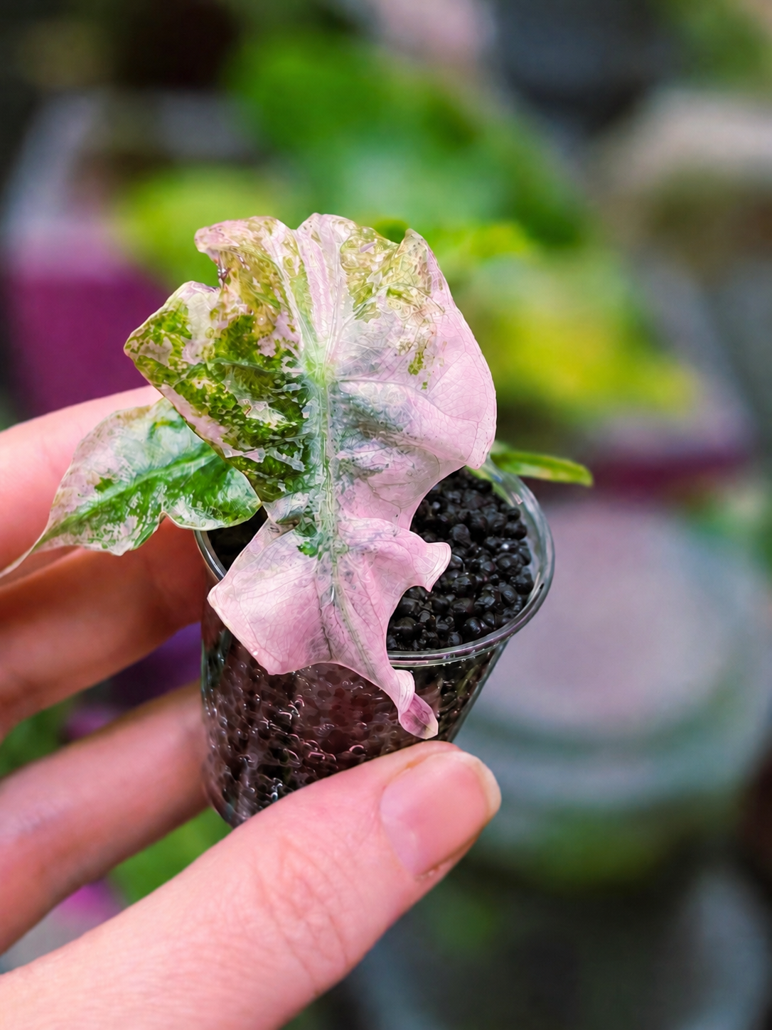 Alocasia 'Venom Purple'