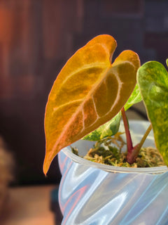 Anthurium (Crystallinum × Papillilaminum) × (Forgetii × Carlablackiae) | Variegated Collector Seedling