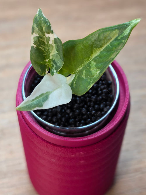 Alocasia Scabriuscula × Reginae Variegated | Baby Plant #3