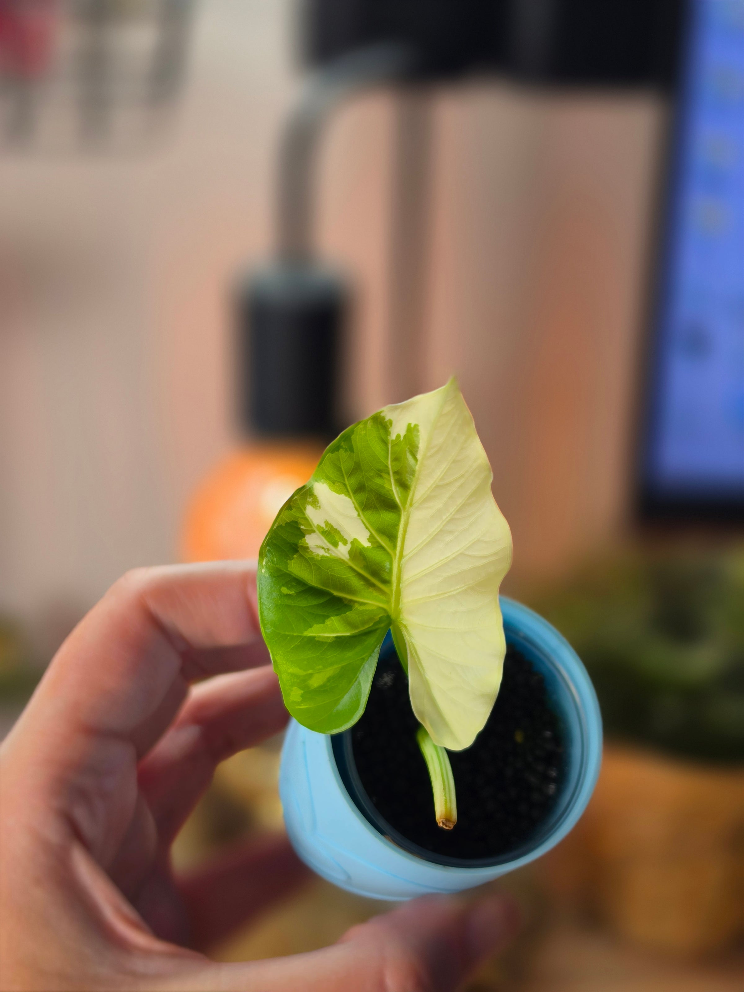 Alocasia Alba Albo | White Variegated Collector Alocasia