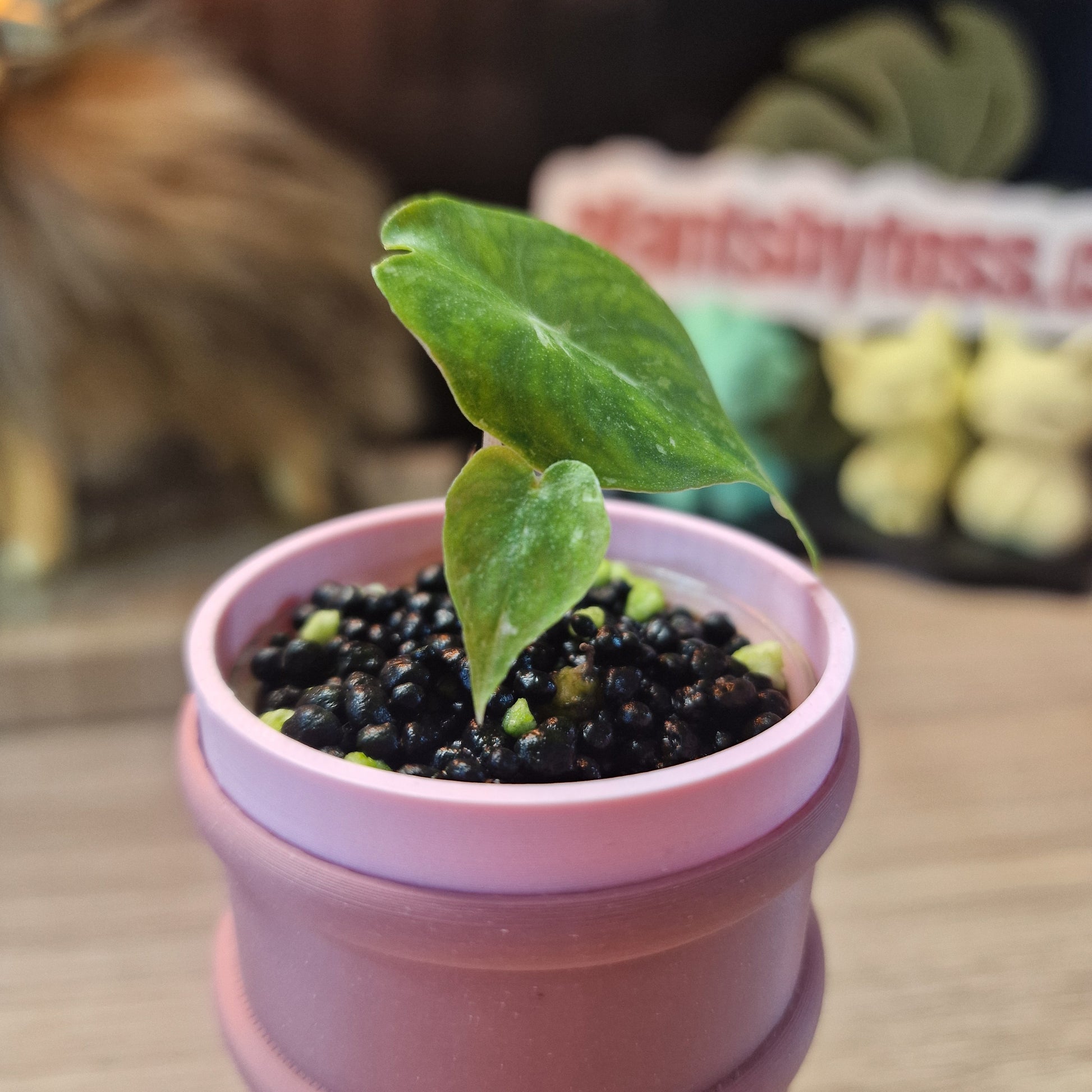 Alocasia Pink Dragon albo