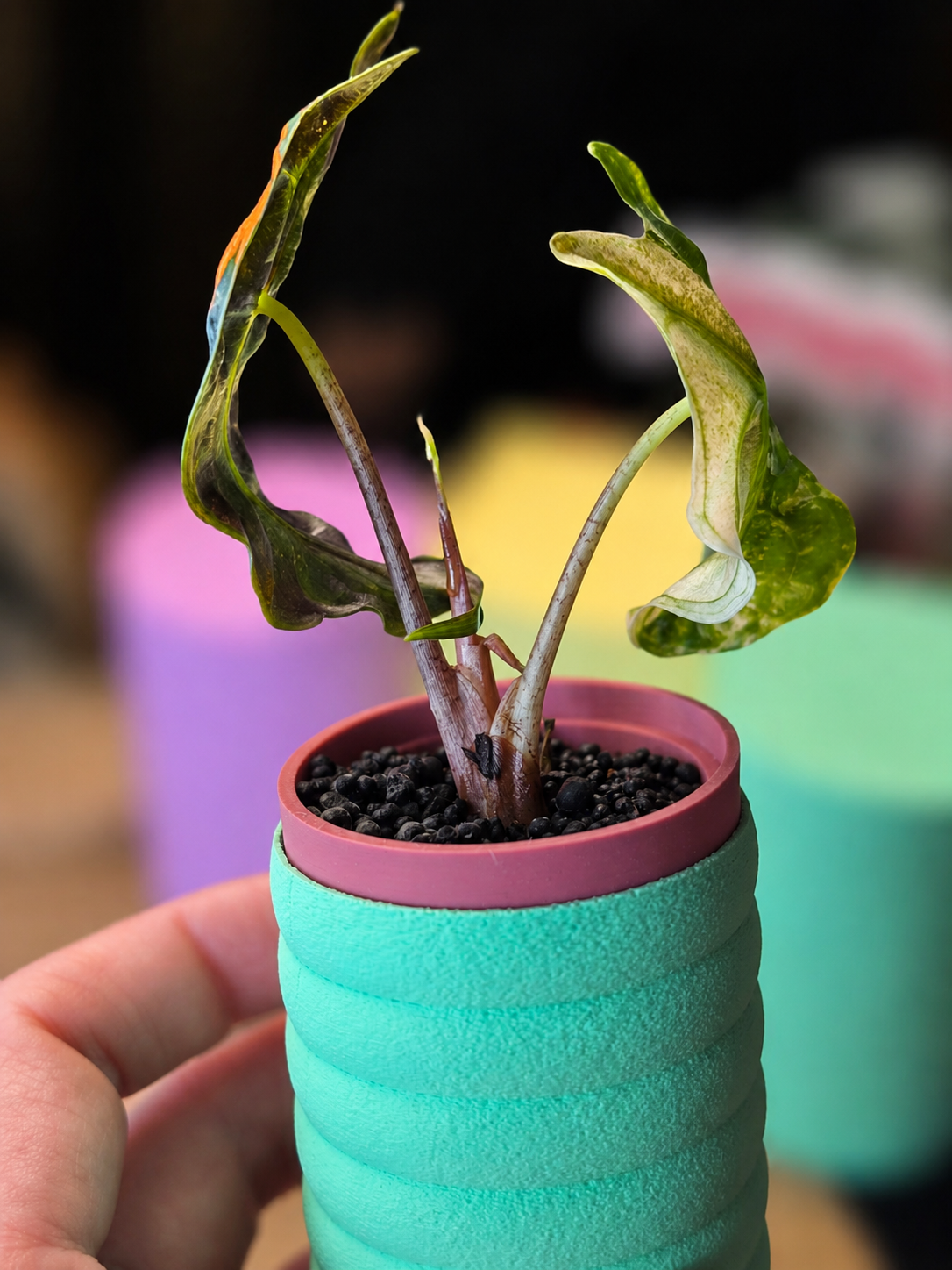 Alocasia 'Venom Pink'