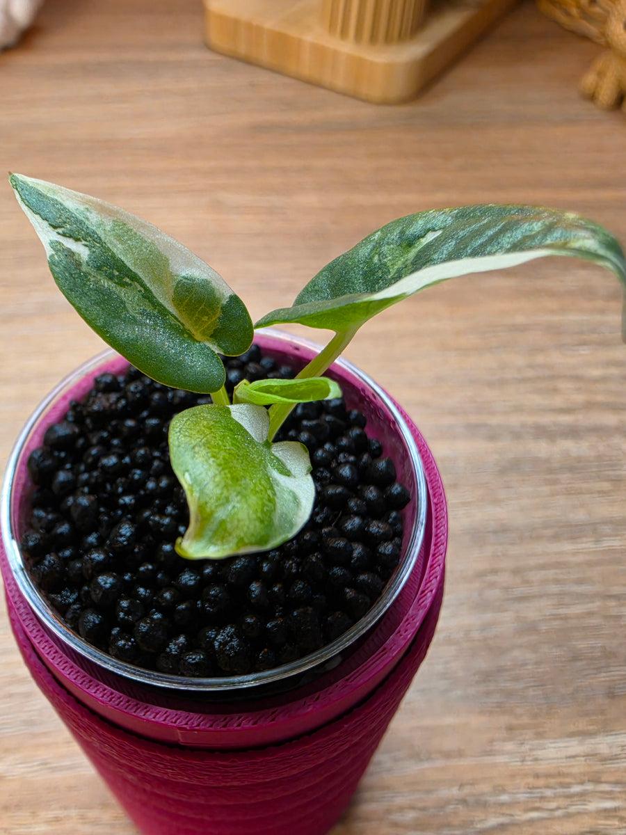 Alocasia Scabriuscula × Reginae Variegated | Baby Plant #2