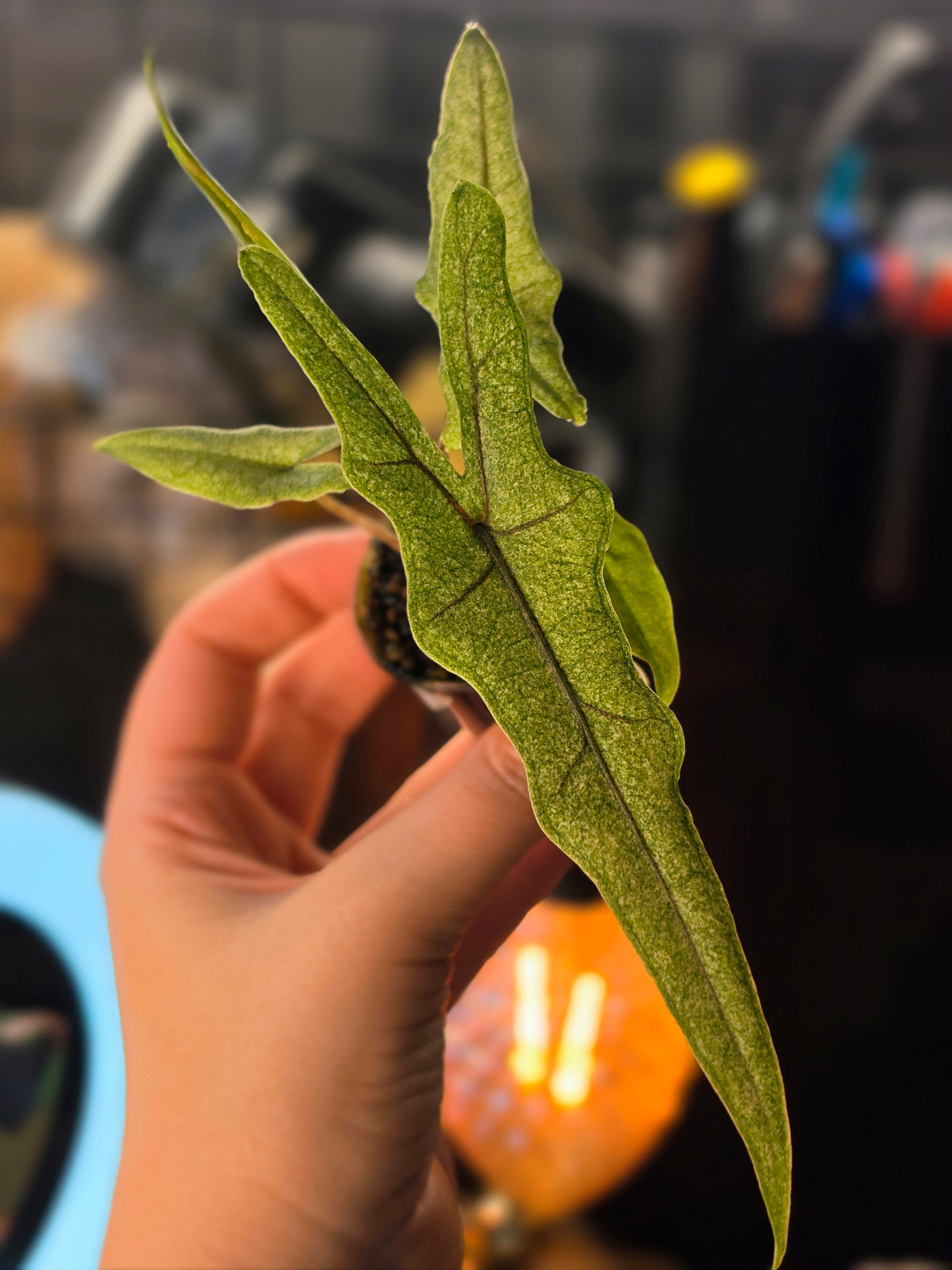 Alocasia Sabrina sp. Narrow Stardust | Pink Variegated Collector Plant #3