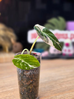 Alocasia Black Velvet Pink | Variegated Dark Leaf Collector Plant #2