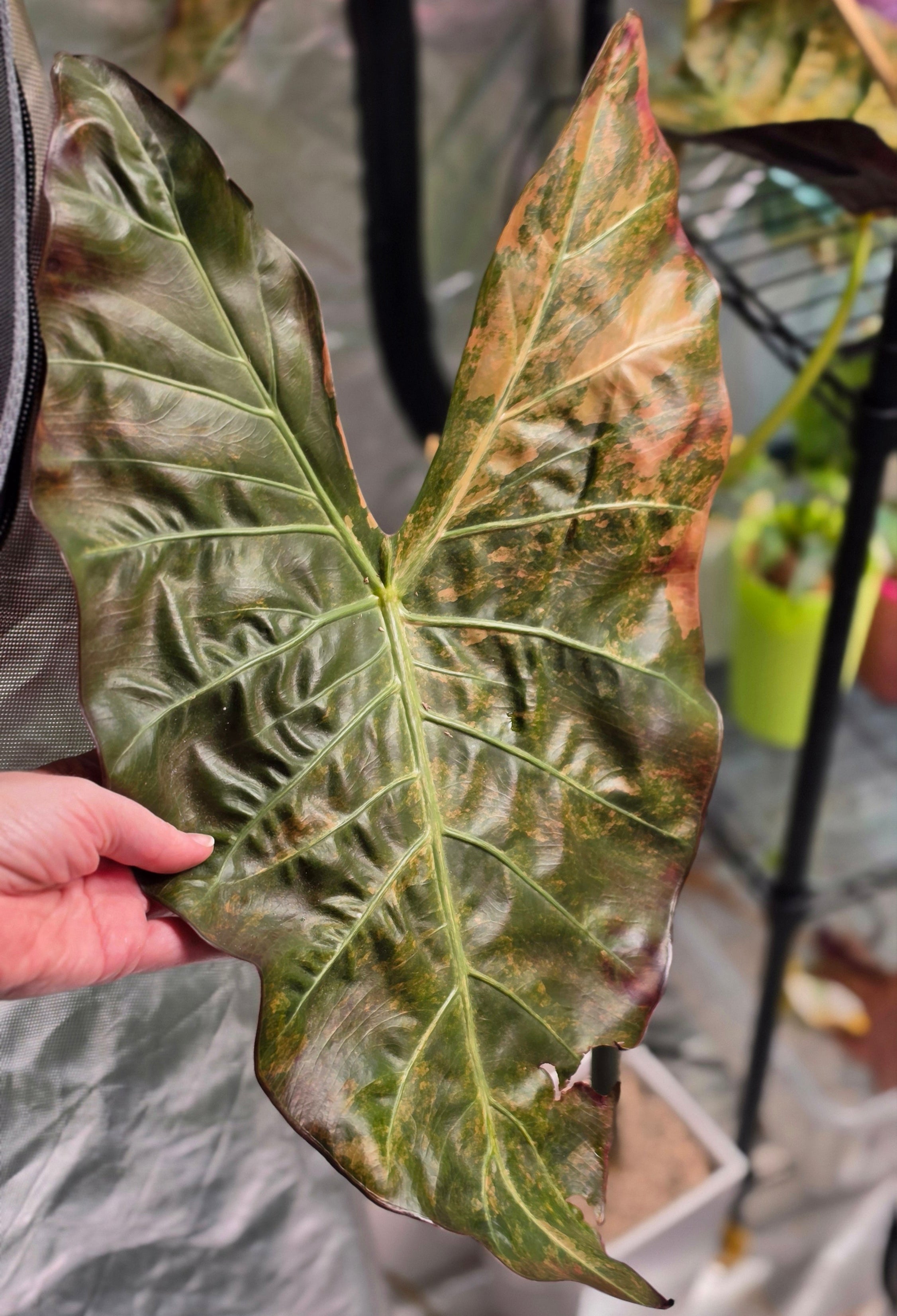 Alocasia Calidora × Pink Dragon × Longiloba | Pink Variegated Hybrid Collector Plant #3