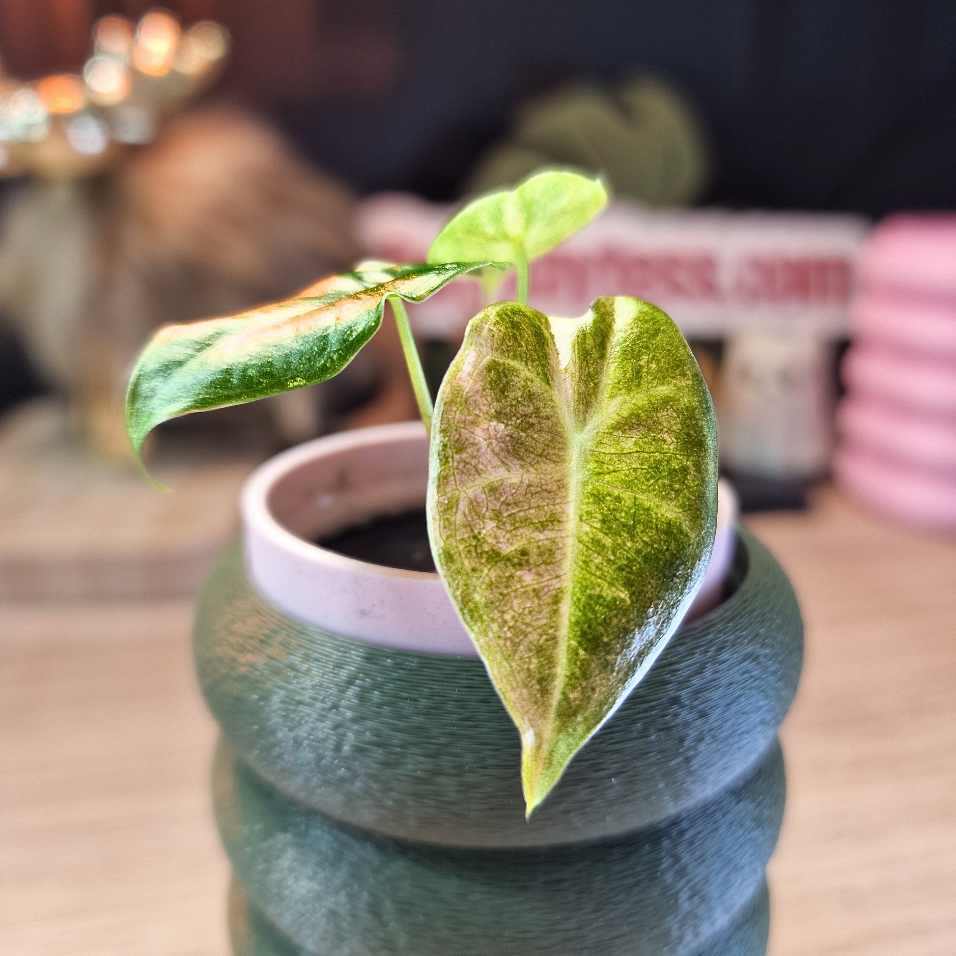 Alocasia Black Satun stardust